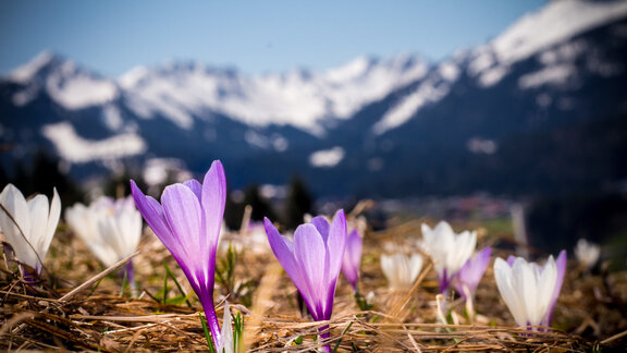 Krokusse mit Bergen im Kleinwalsertal