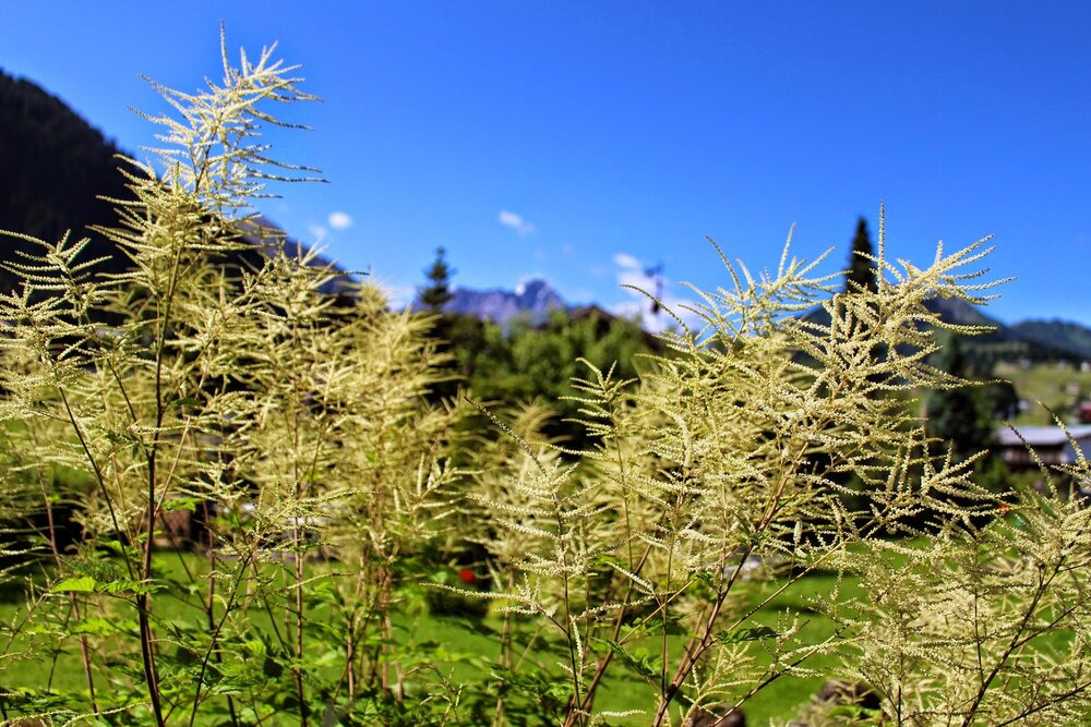 Gartenanlage im Gästehaus Gatterhof Blumen (Geisbart) Im Kurpark