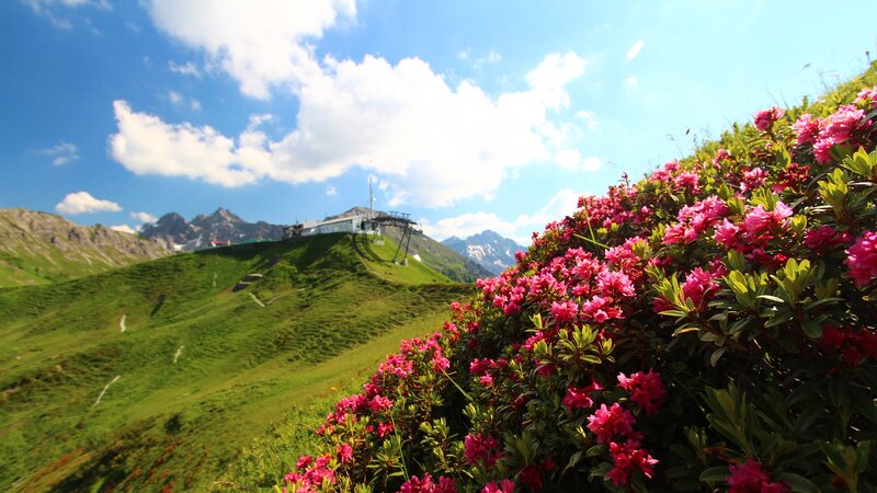 Alpenrosen Kanzelwand