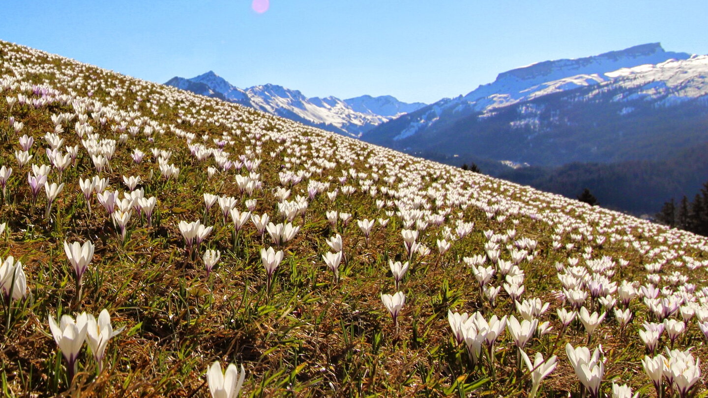 Krokusse mit Ifen im Hintergrund