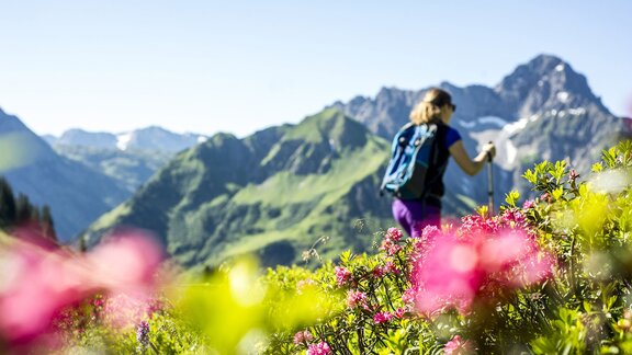 Wanderung durch ein Alpenrosenfeld, im Hintergrund der Widderstein 
