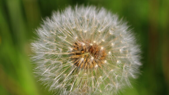 Pusteblume im Kleinwalsertal
