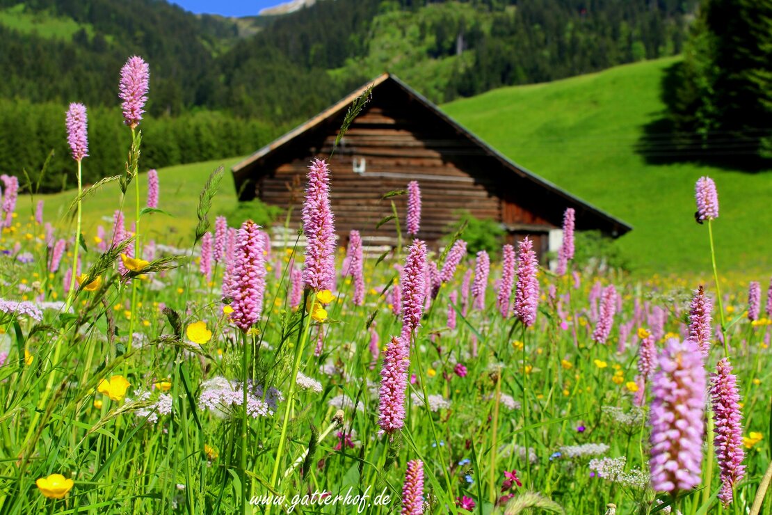 Blumenwiese mit altem Heustall